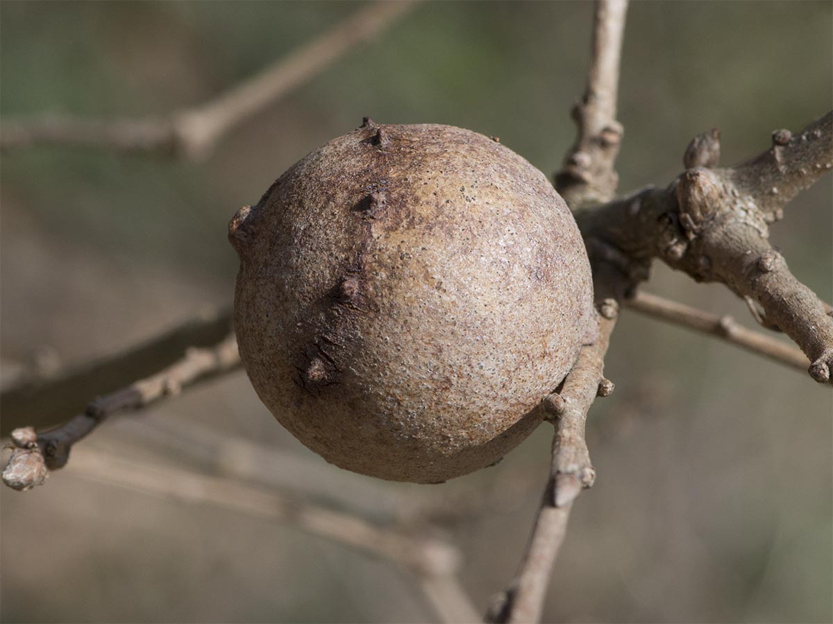 Andricus quercustozae